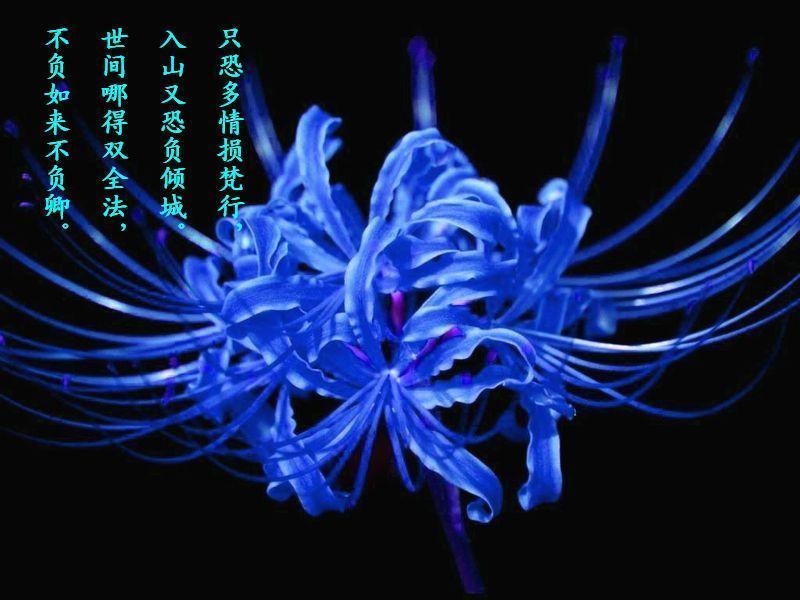 国相的红花在这里好期待无言花