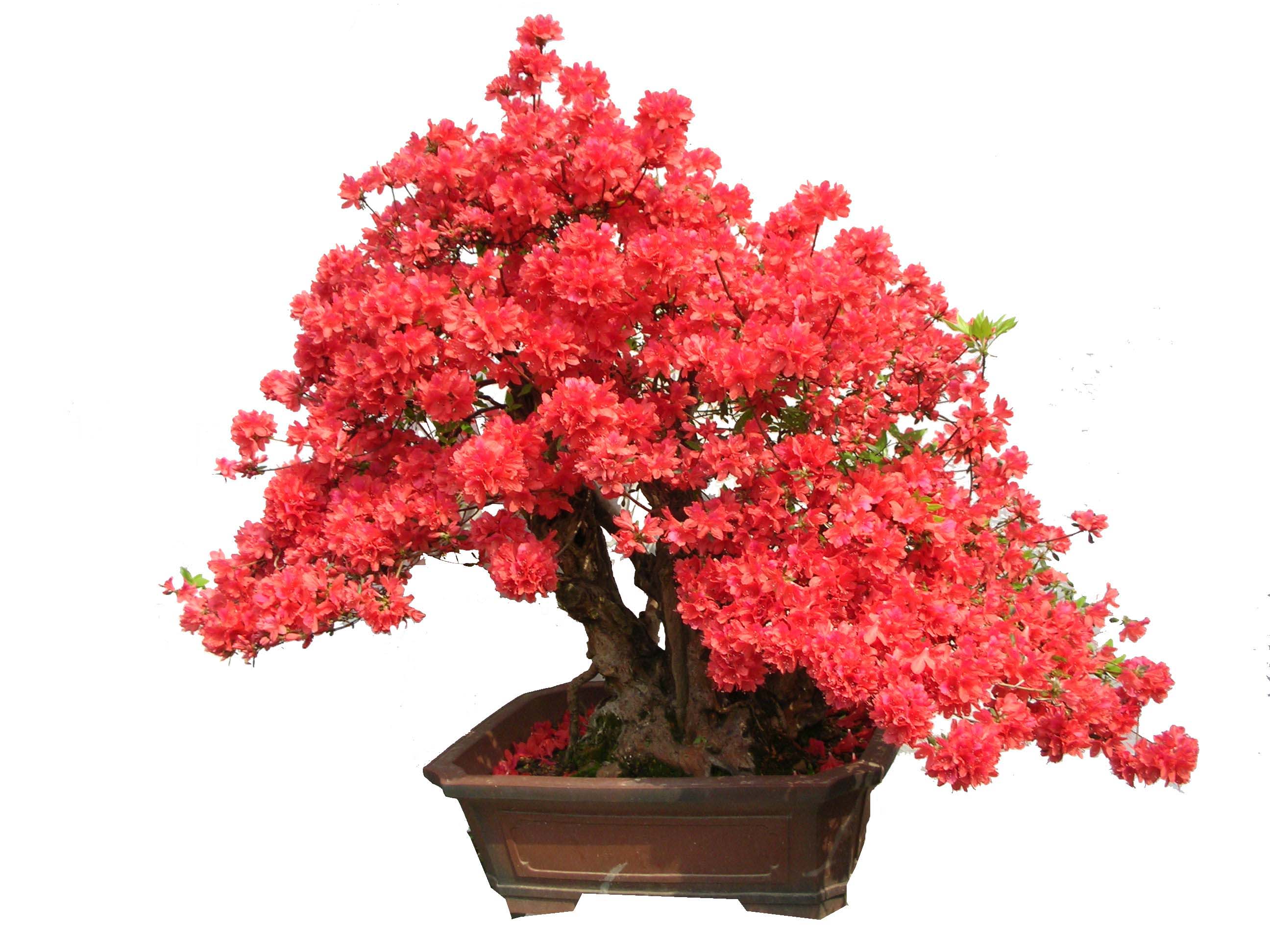 前来求助喜欢盆景艺术的进